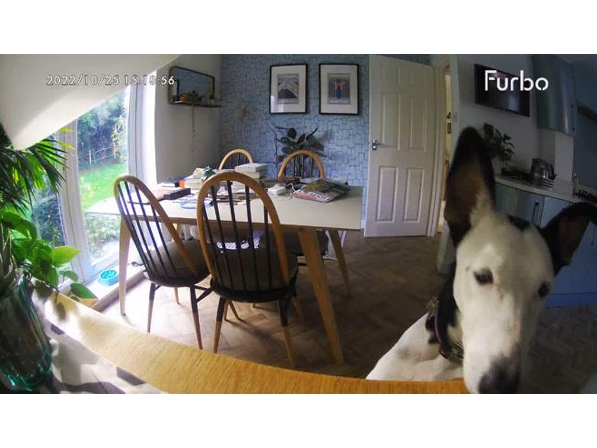 Dog camera best sale for house